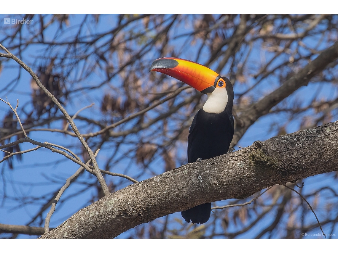 Ramphastos toco