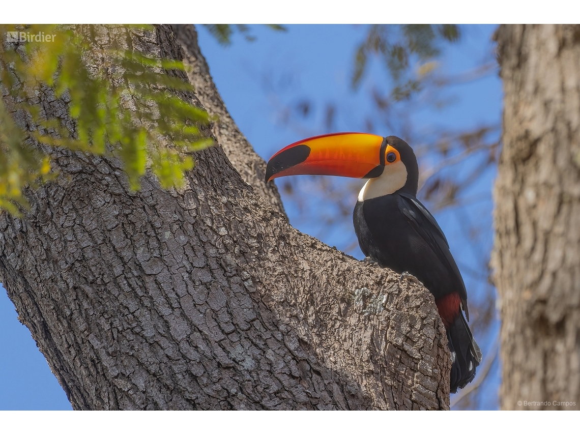Ramphastos toco