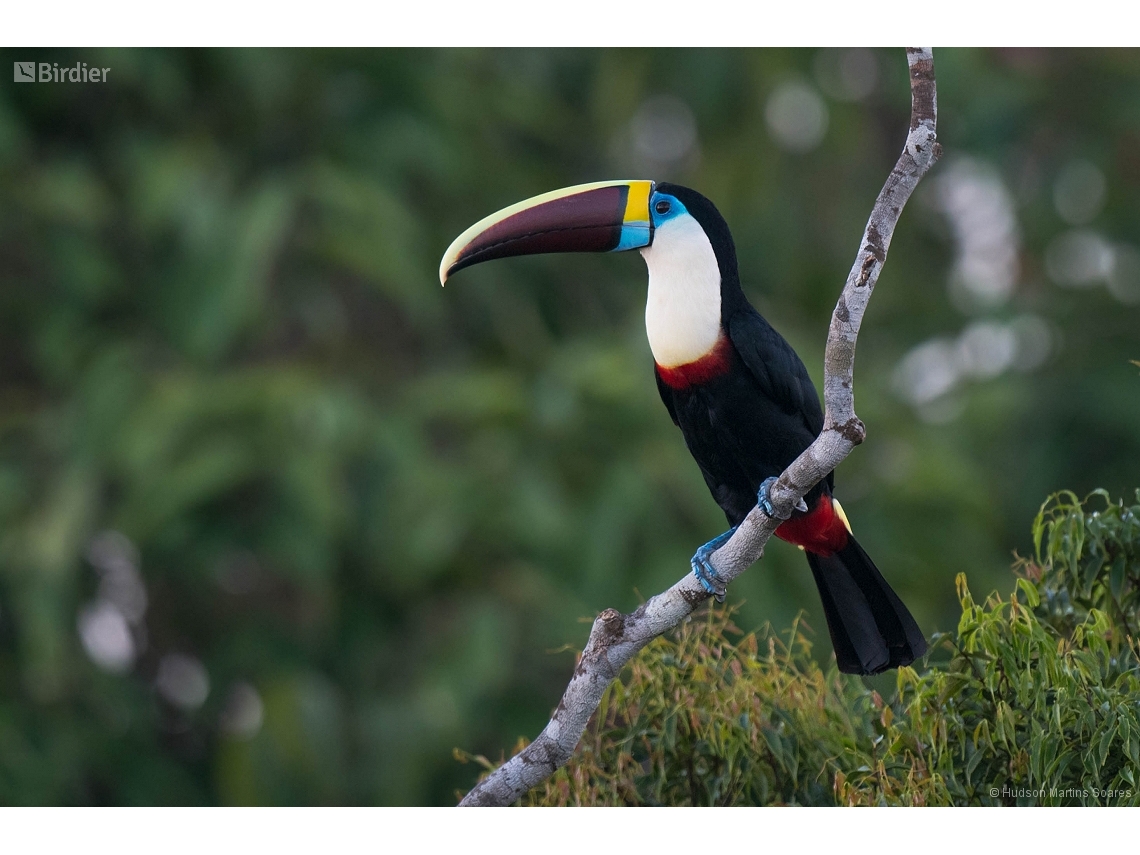 Ramphastos tucanus