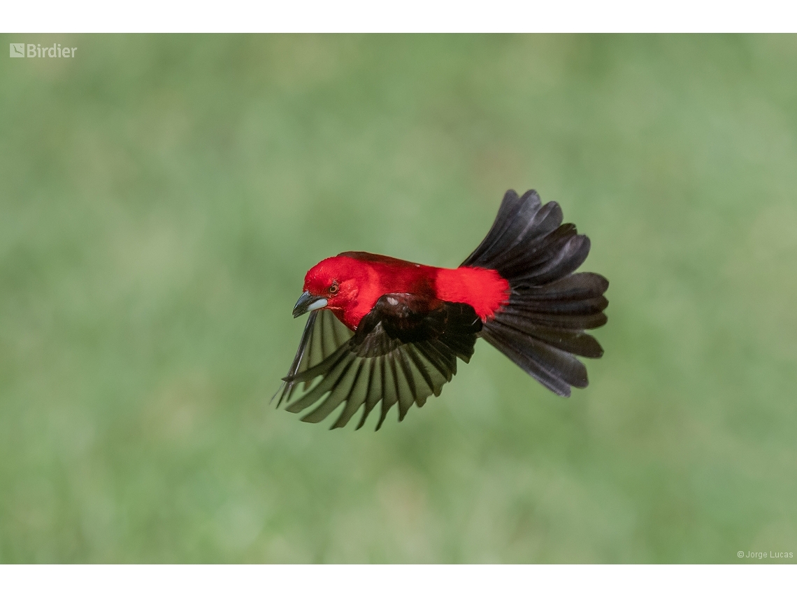 Ramphocelus bresilia