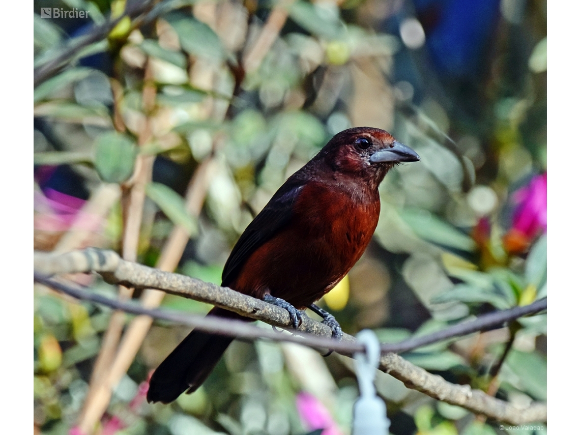 Ramphocelus carbo