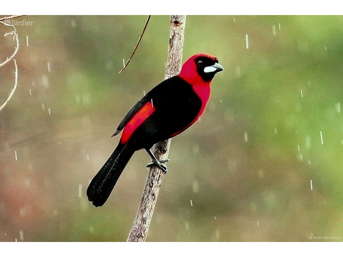 Ramphocelus nigrogularis