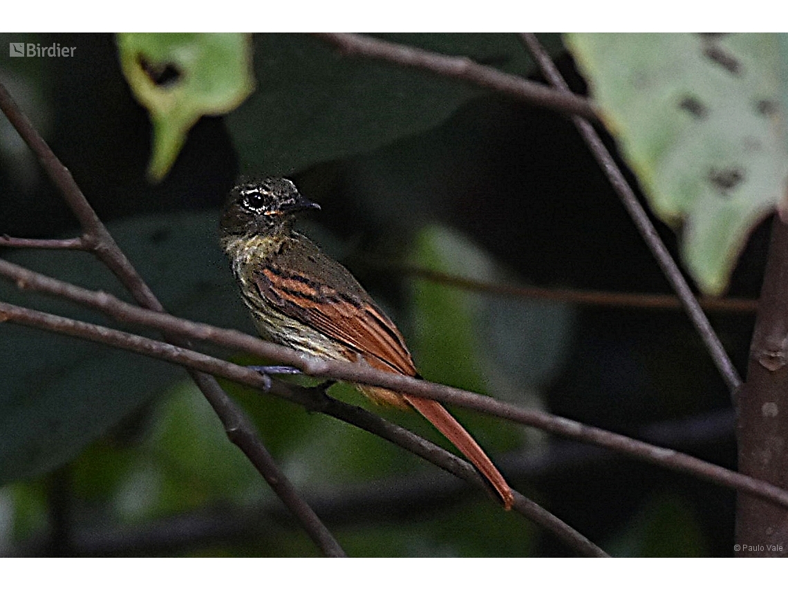 Ramphotrigon ruficauda