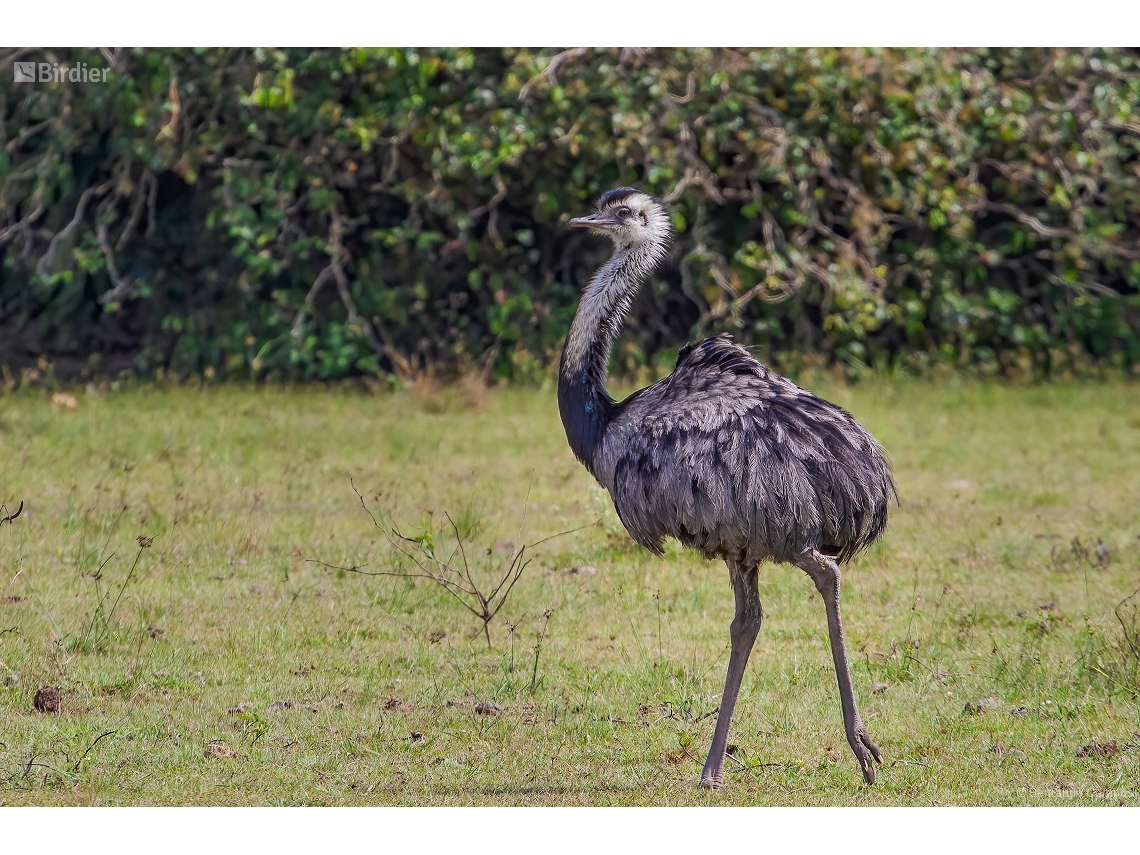 Rhea americana