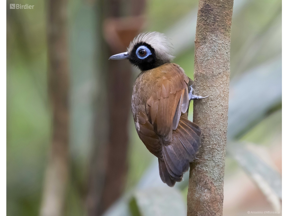 Rhegmatorhina melanosticta