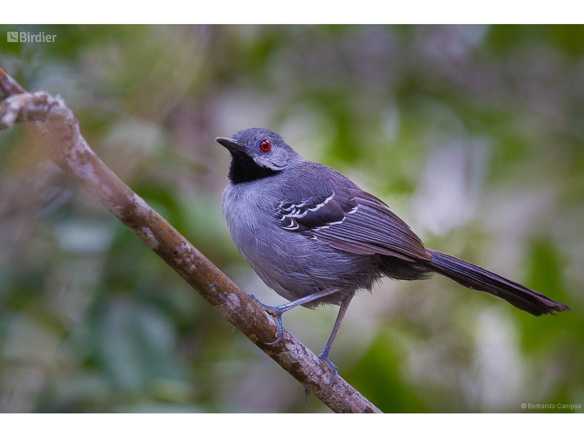 Rhopornis ardesiacus