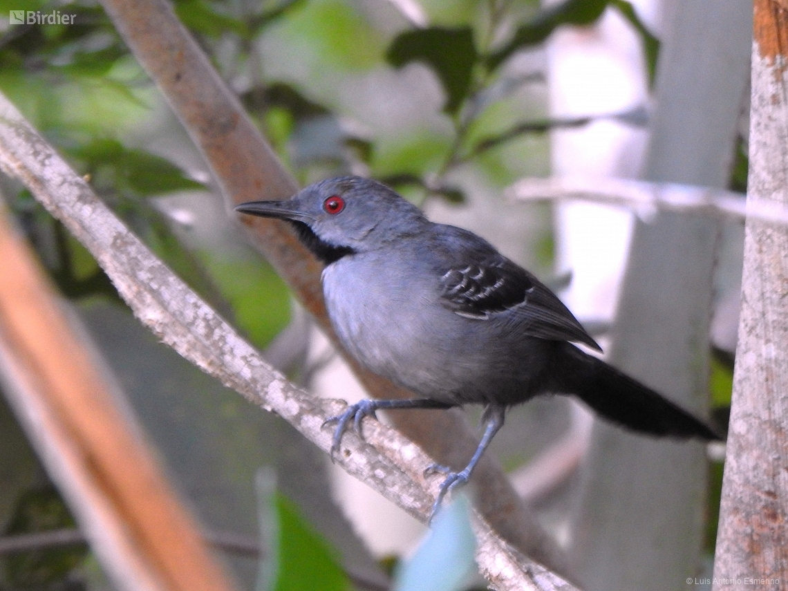 Rhopornis ardesiacus
