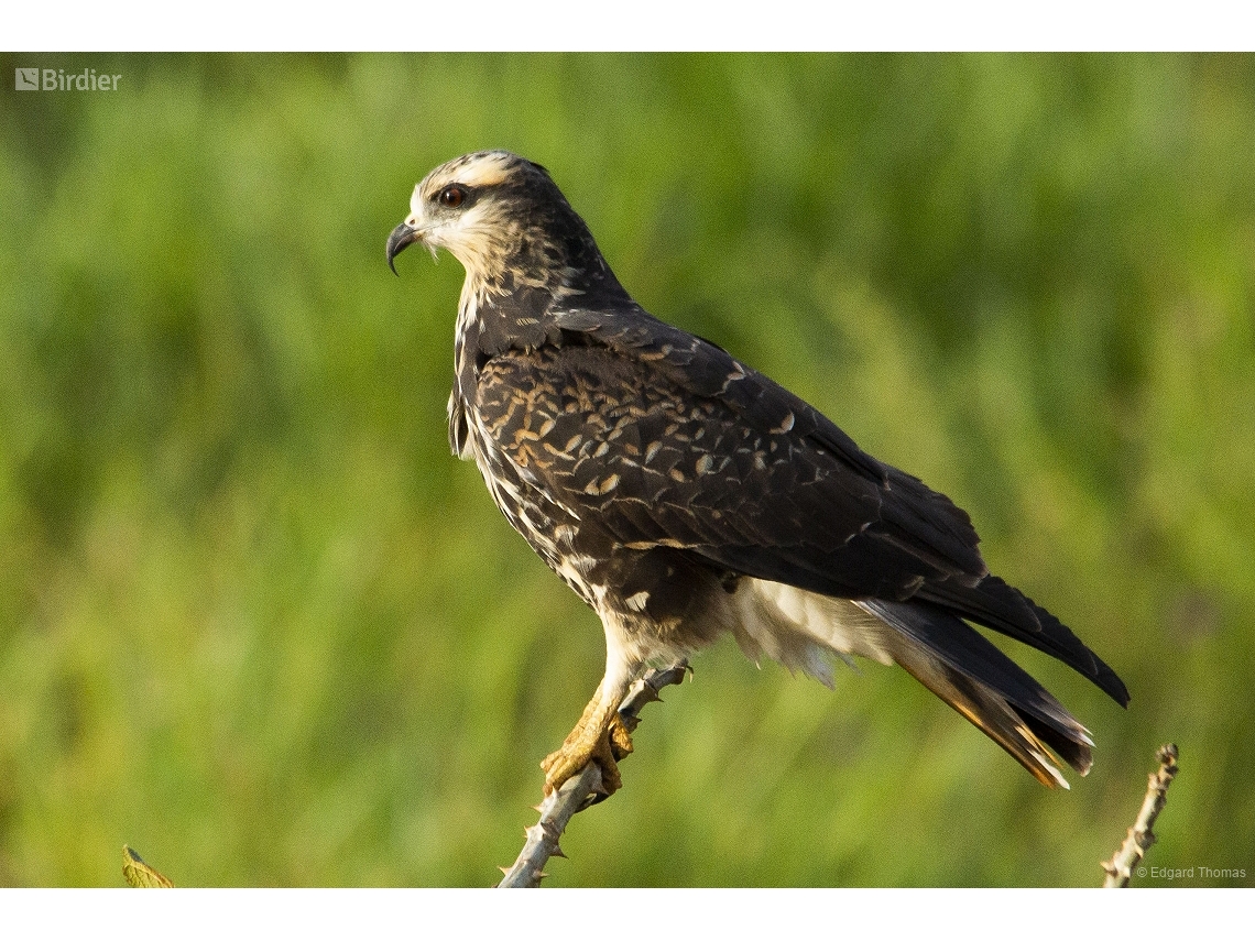Rostrhamus sociabilis