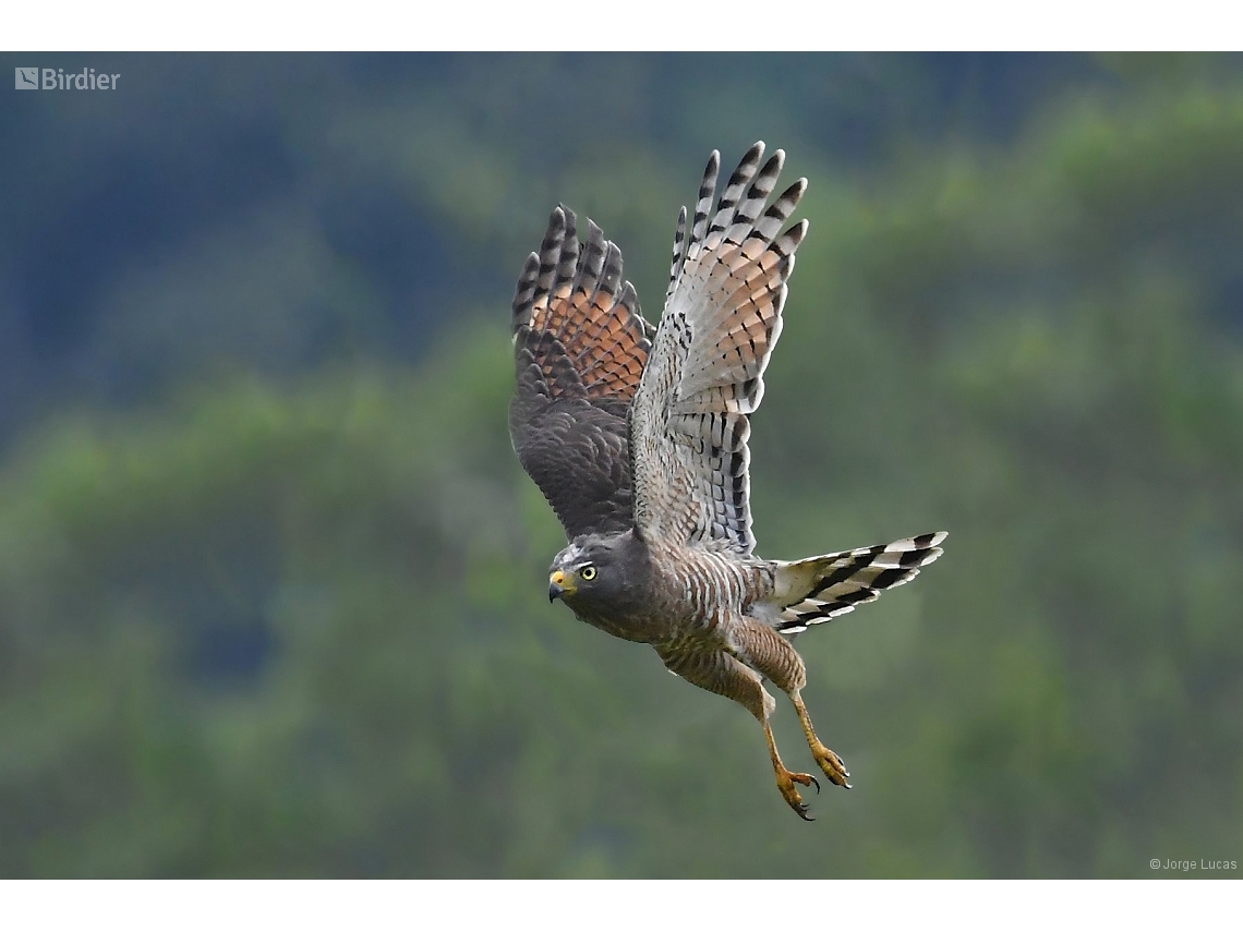 Rupornis magnirostris