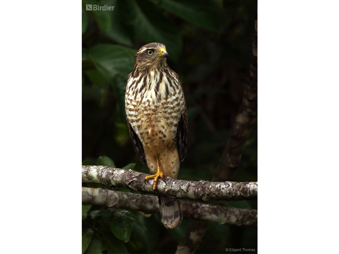 Rupornis magnirostris