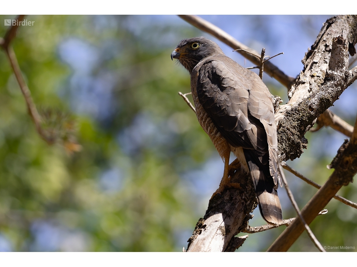 Rupornis magnirostris