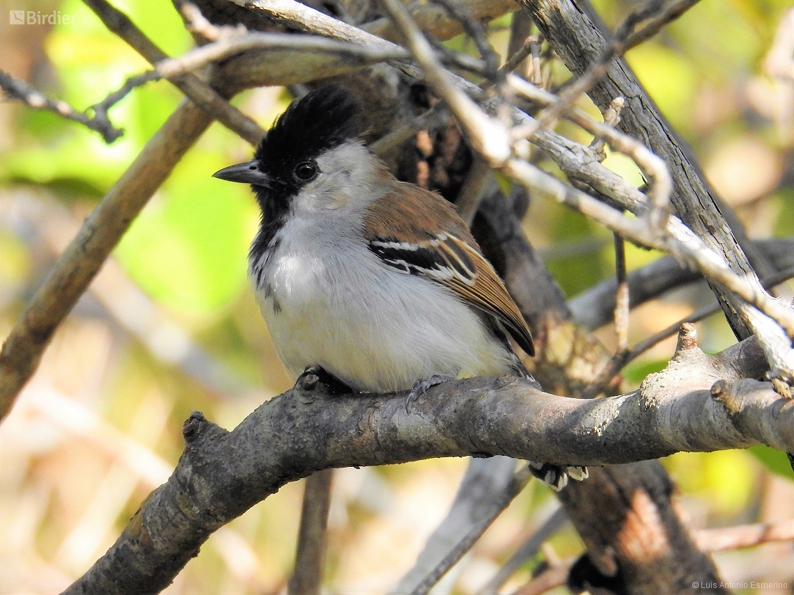 Sakesphoroides cristatus