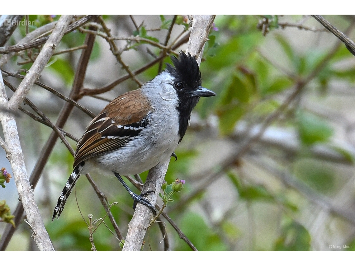 Sakesphoroides cristatus