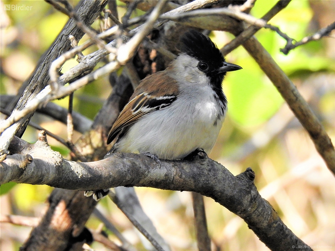 Sakesphoroides cristatus