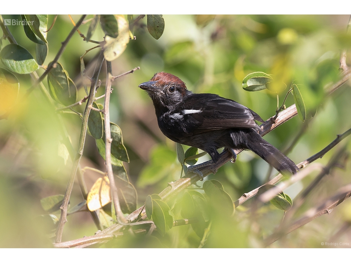 Sakesphorus luctuosus