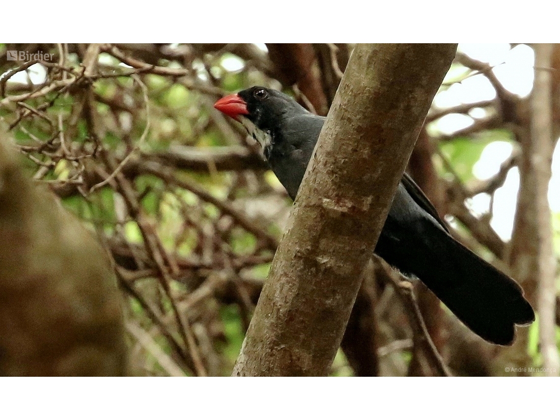Saltator grossus