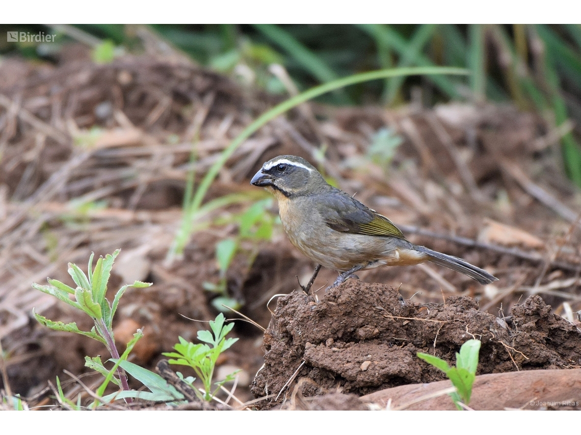 Saltator maxillosus
