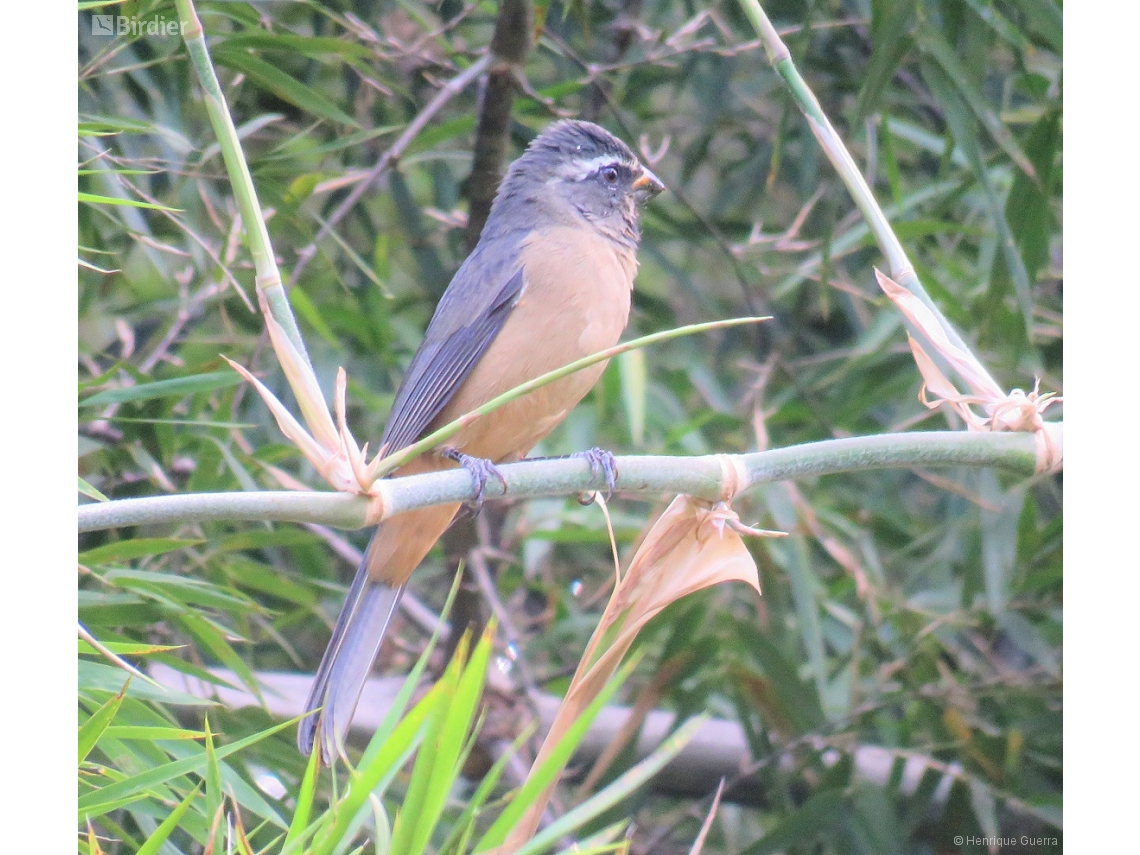 Saltator maxillosus