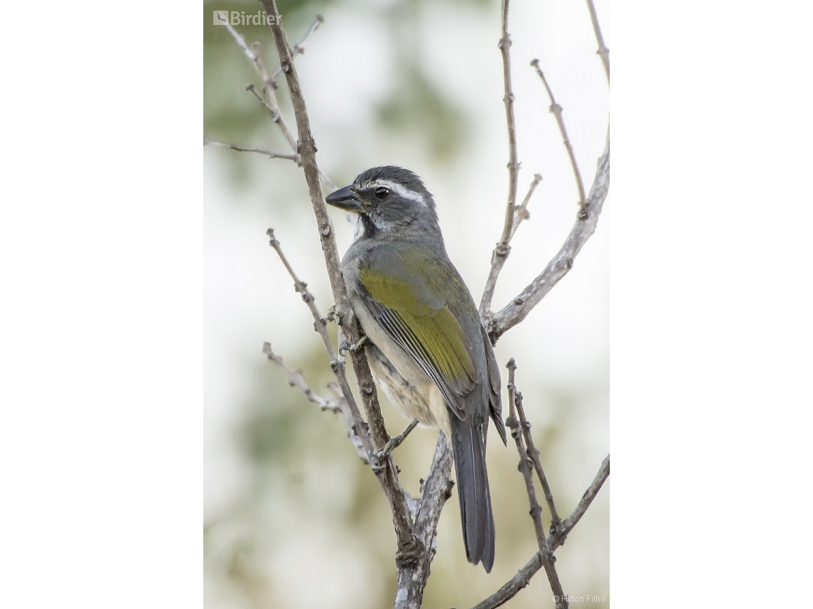 Saltator similis