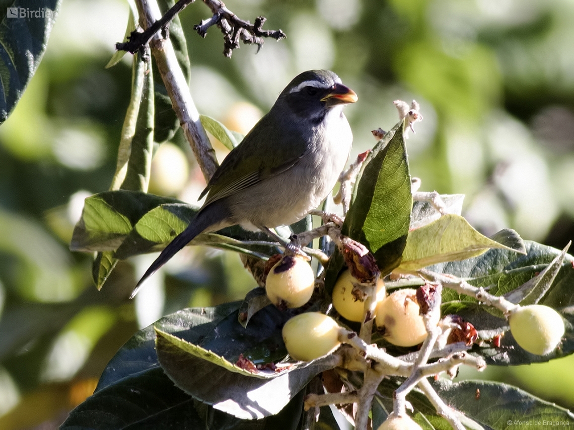 Saltator similis