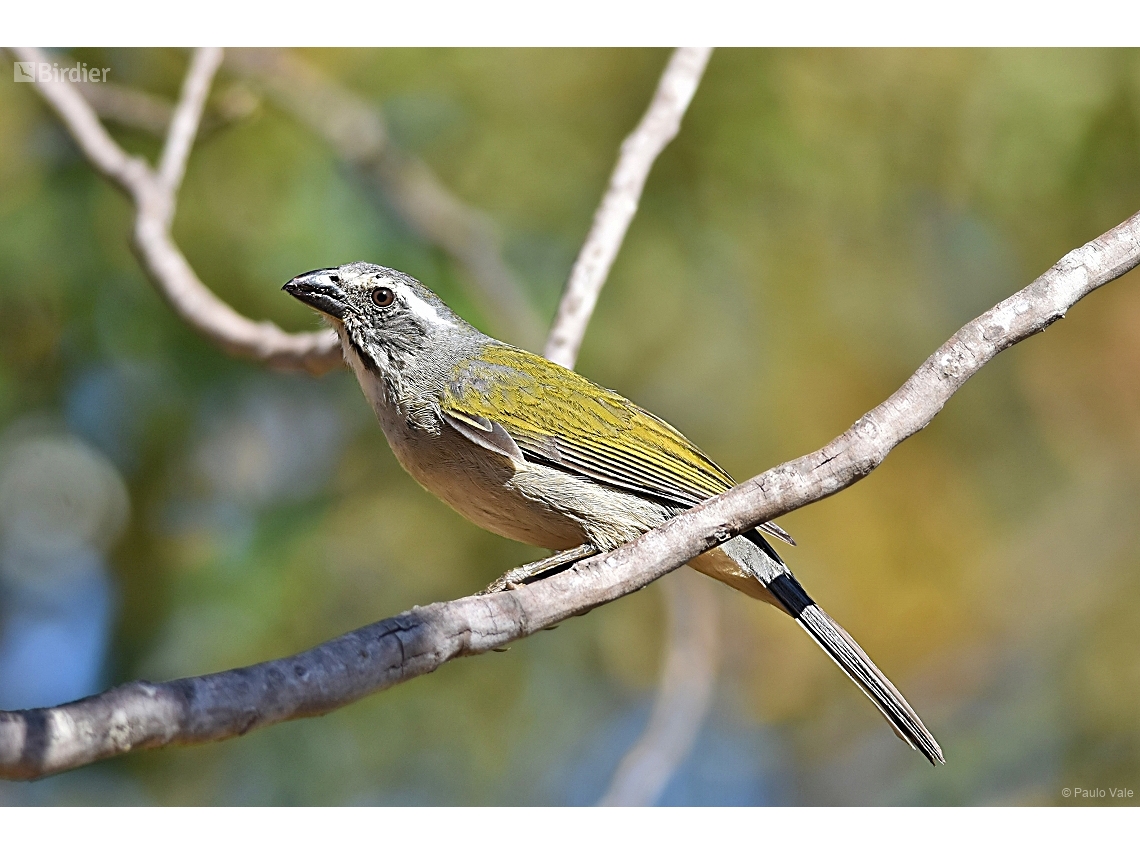 Saltator similis
