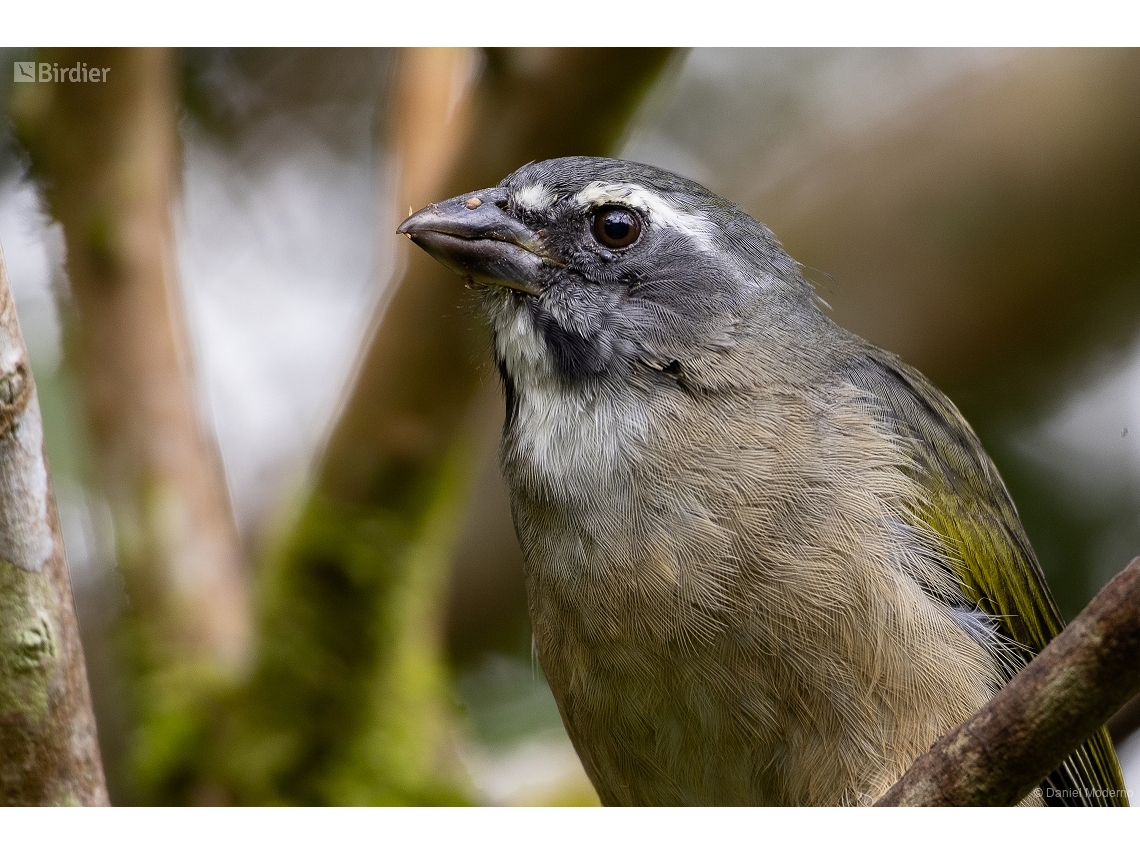 Saltator similis