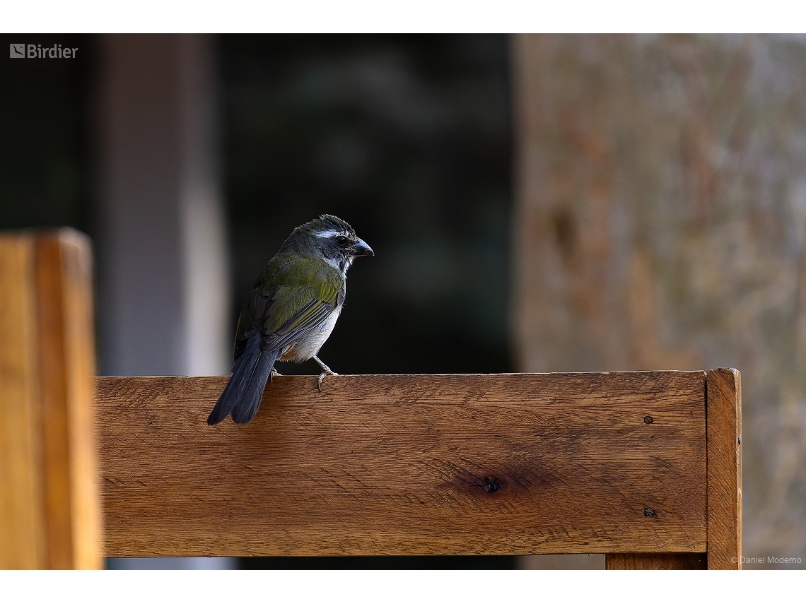 Saltator similis