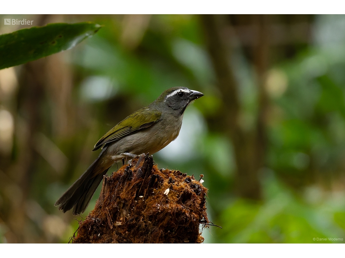 Saltator similis