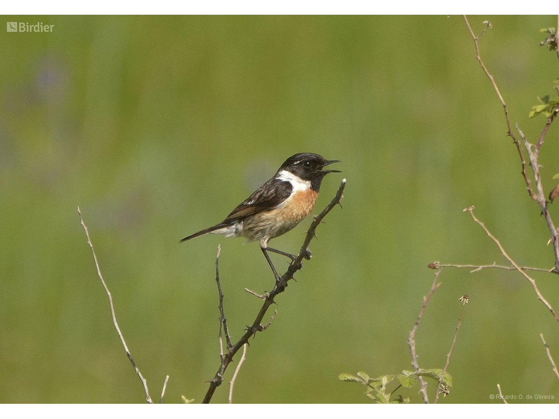 Saxicola rubicola
