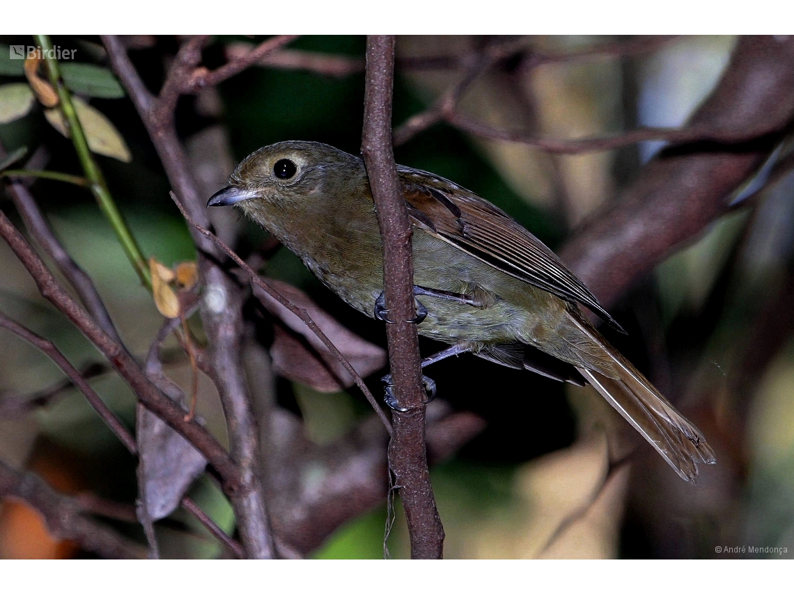 Schiffornis virescens