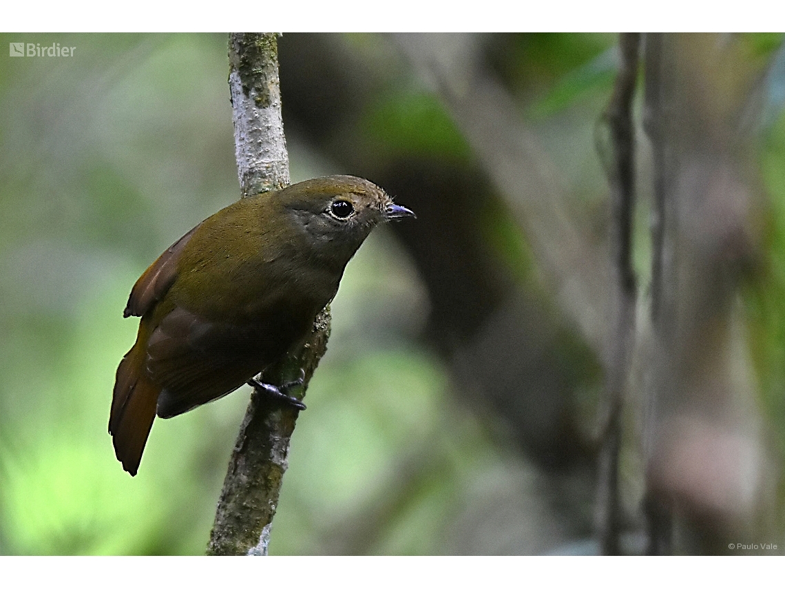 Schiffornis virescens