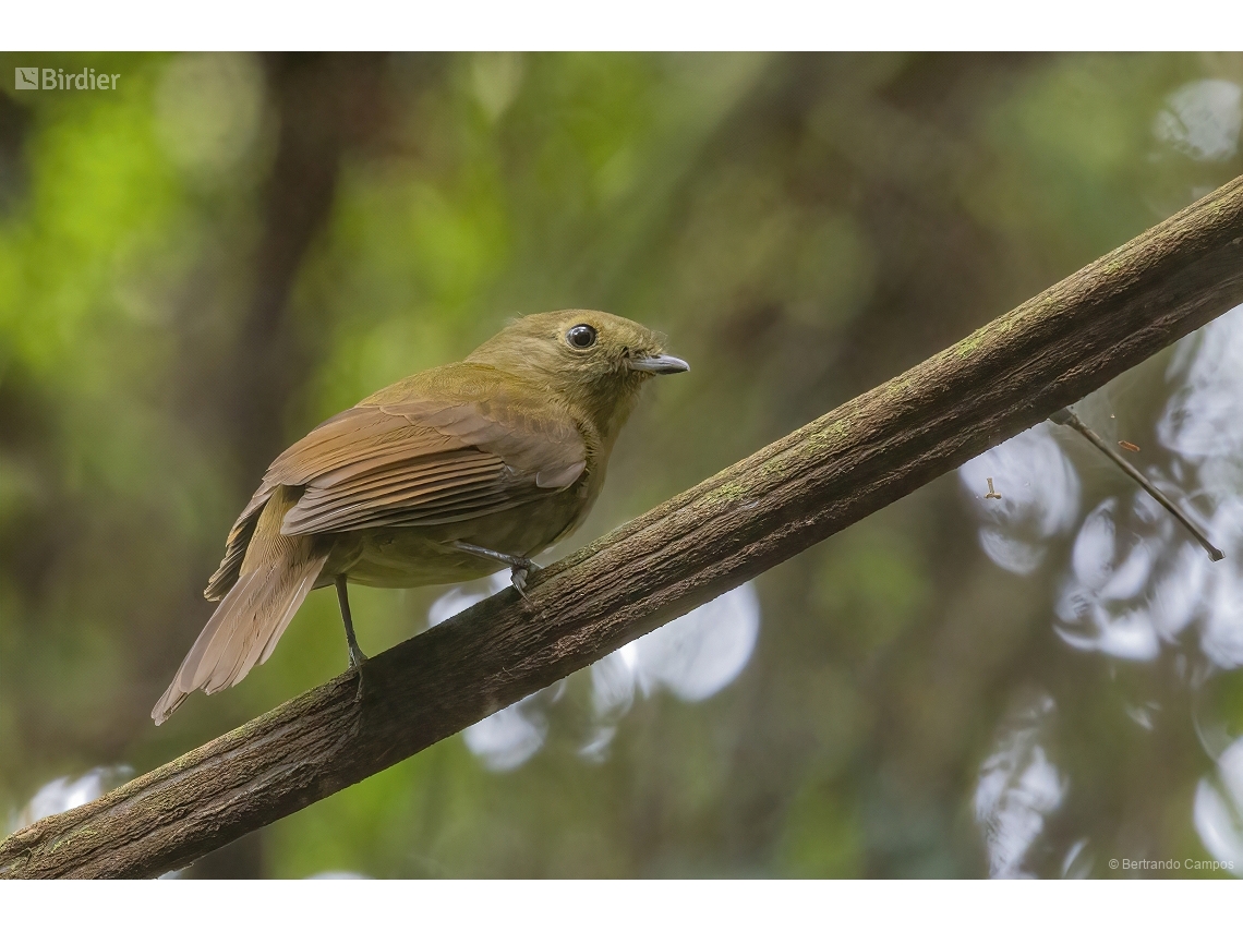 Schiffornis virescens