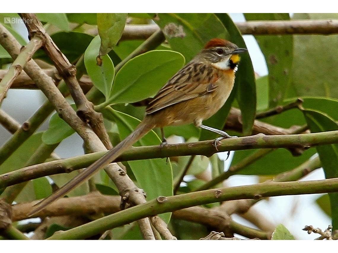 Schoeniophylax phryganophilus