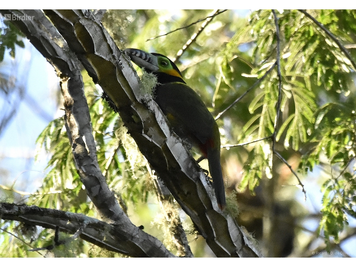 Selenidera maculirostris