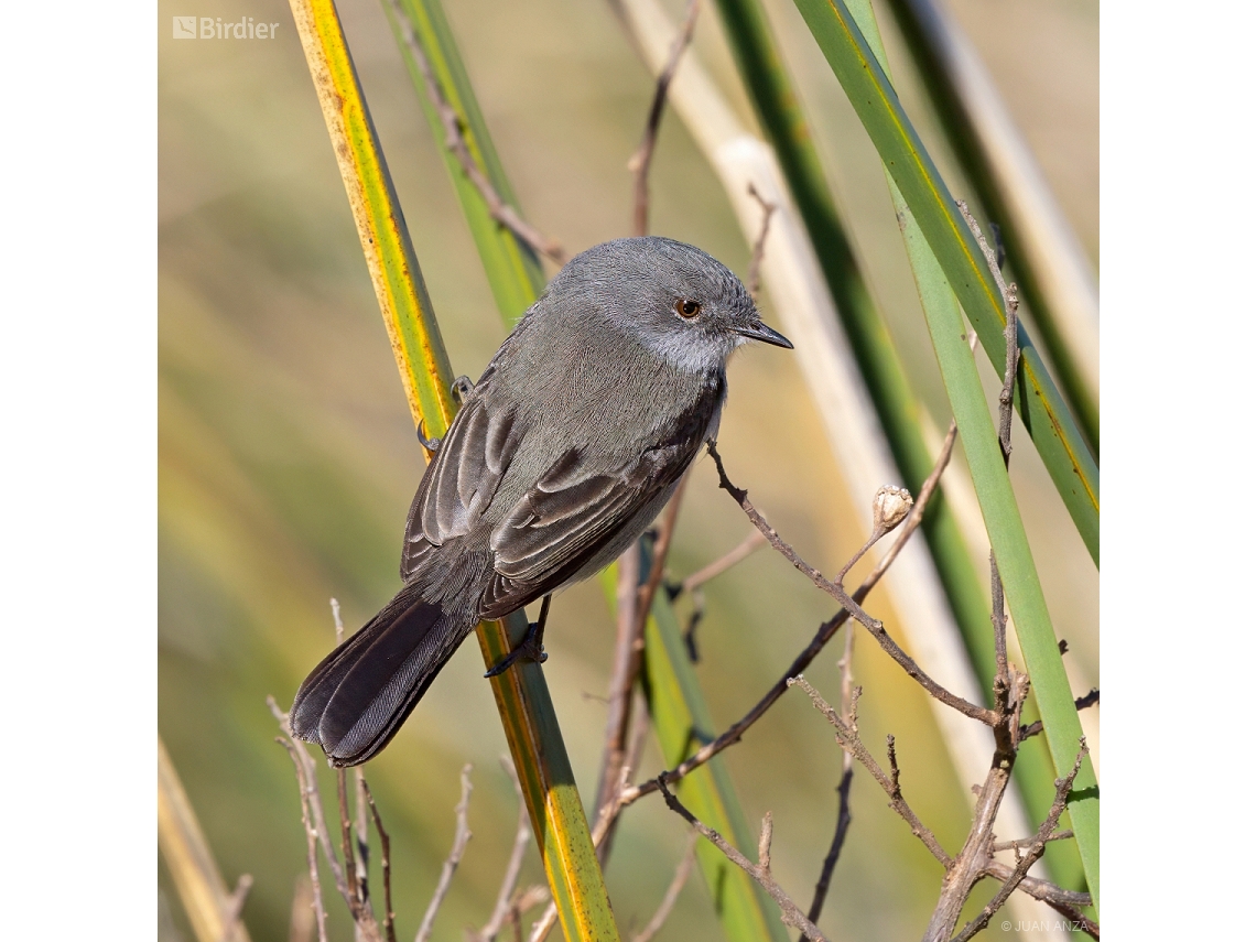 Serpophaga nigricans
