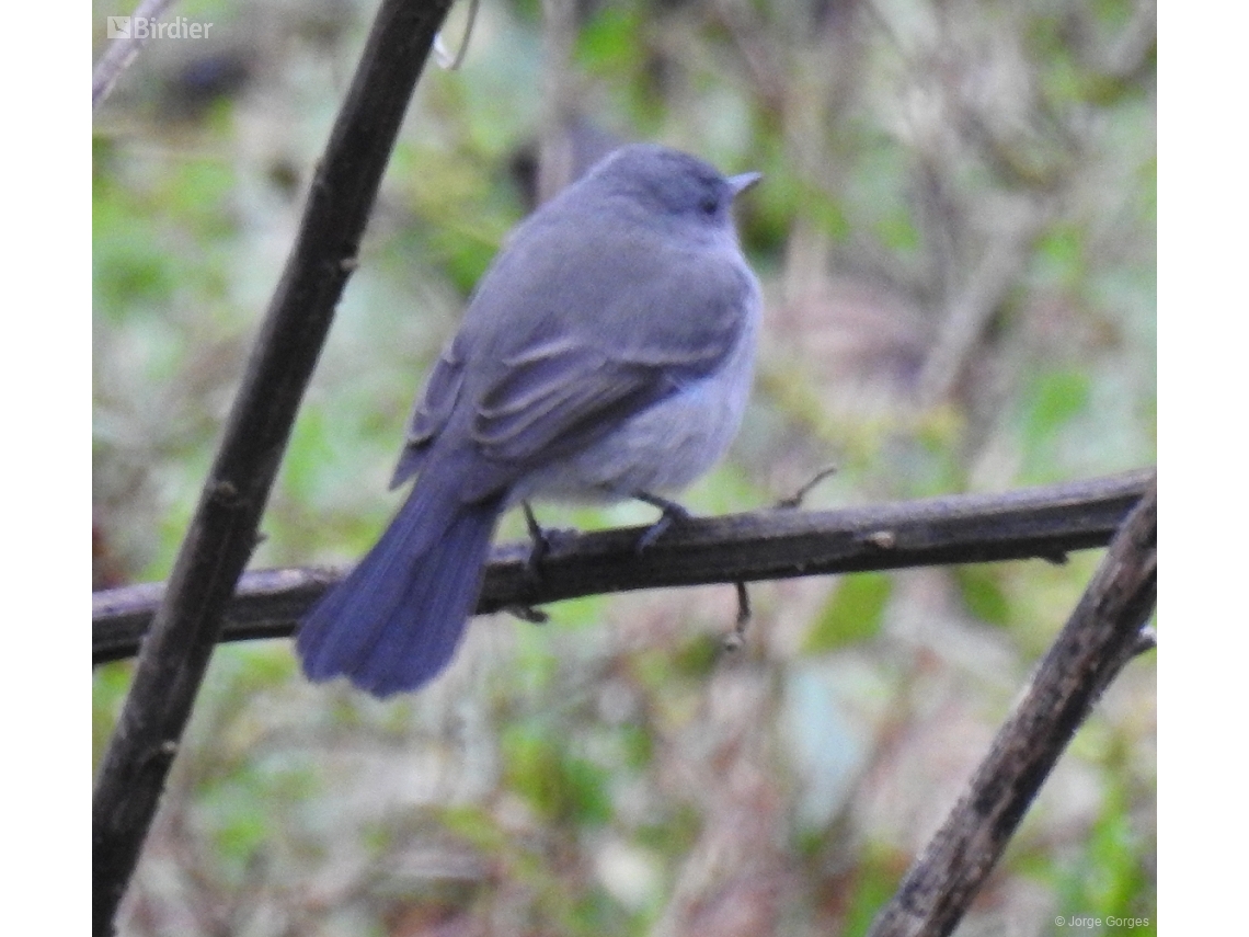 Serpophaga nigricans
