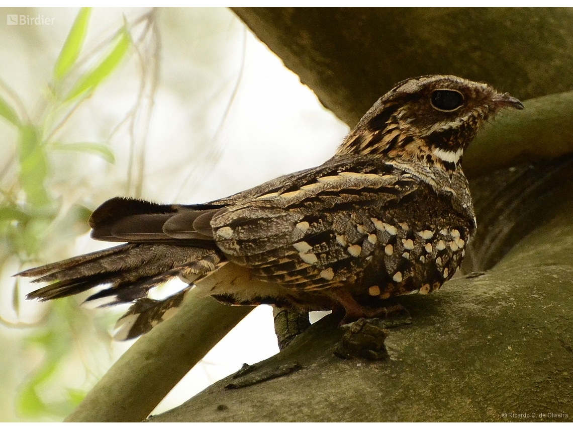 Setopagis parvula