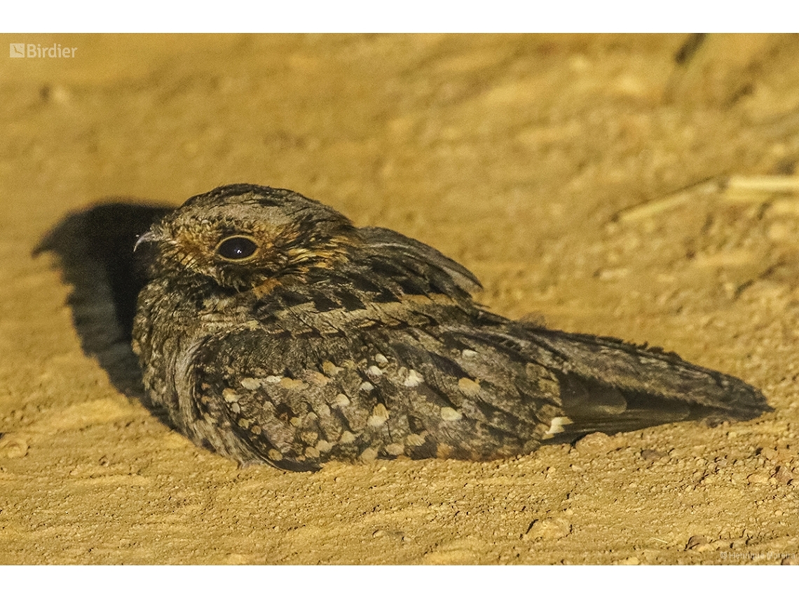 Setopagis parvula