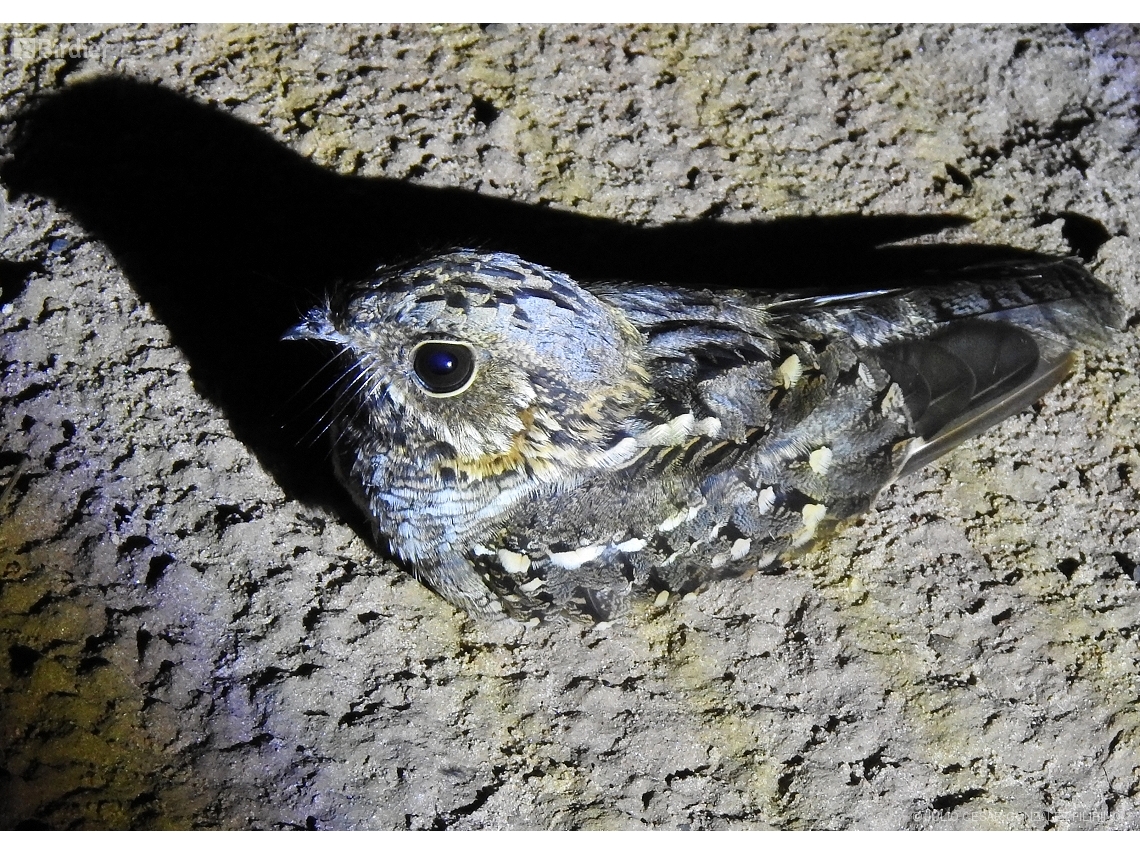 Setopagis parvula