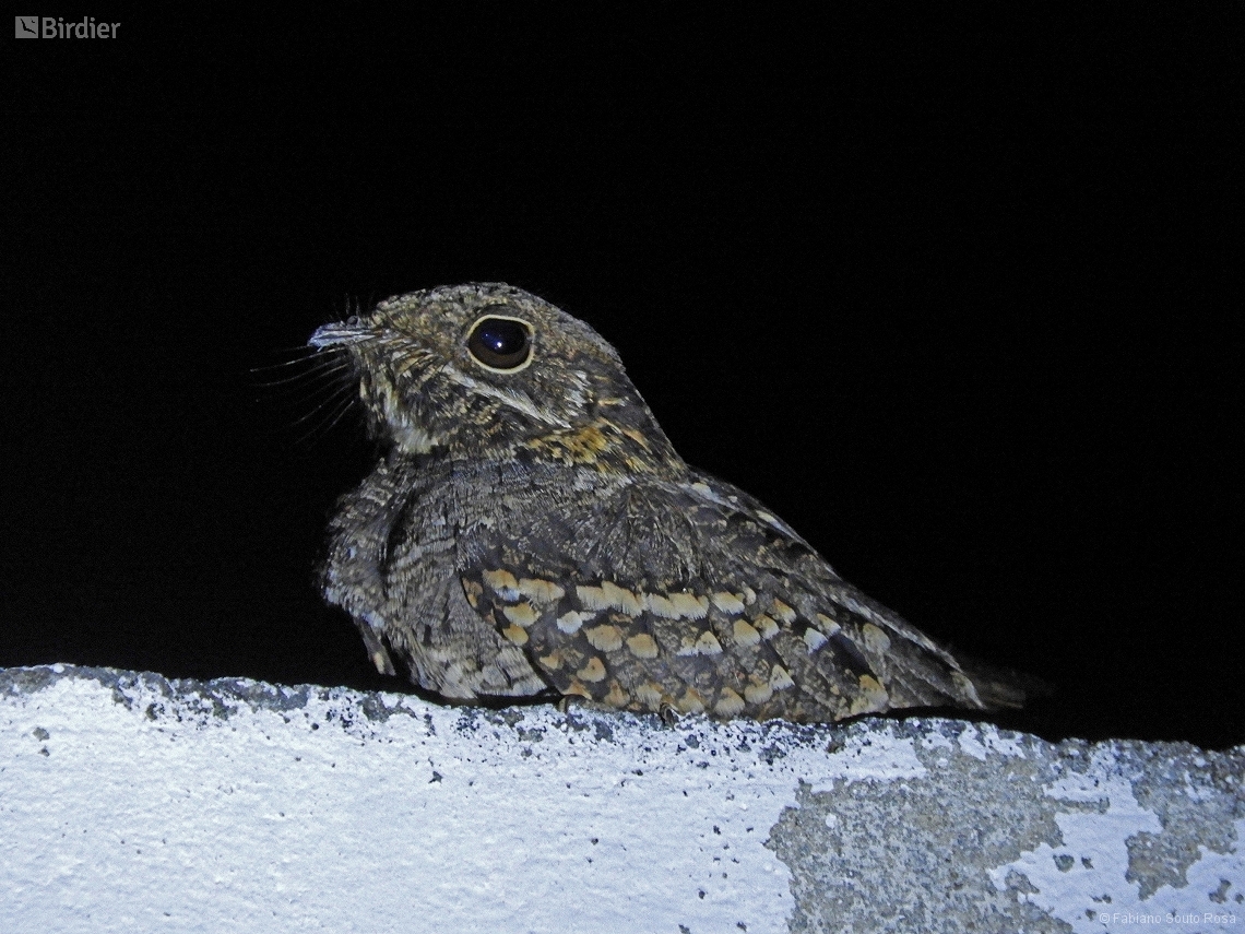 Setopagis parvula