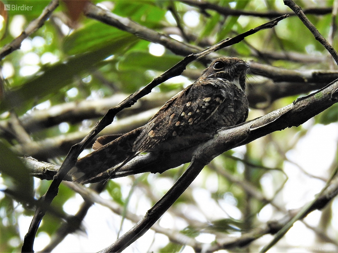 Setopagis parvula