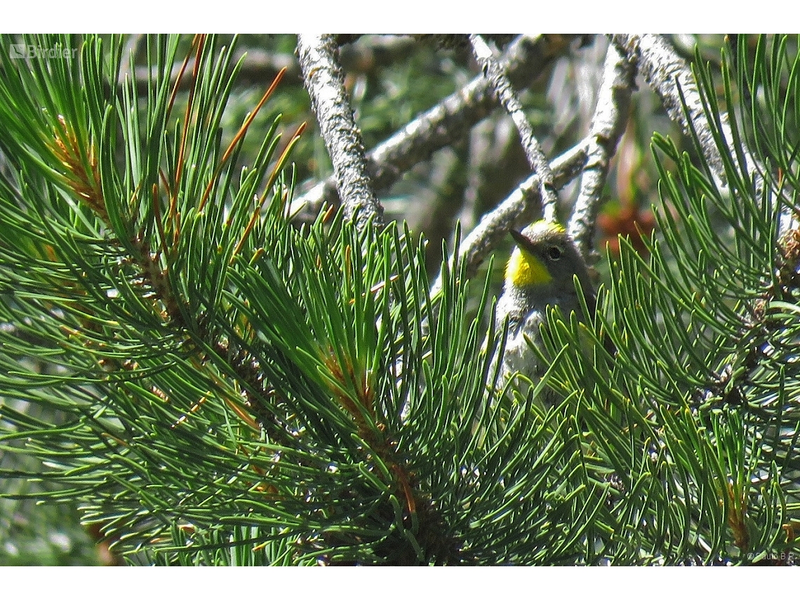 Setophaga coronata
