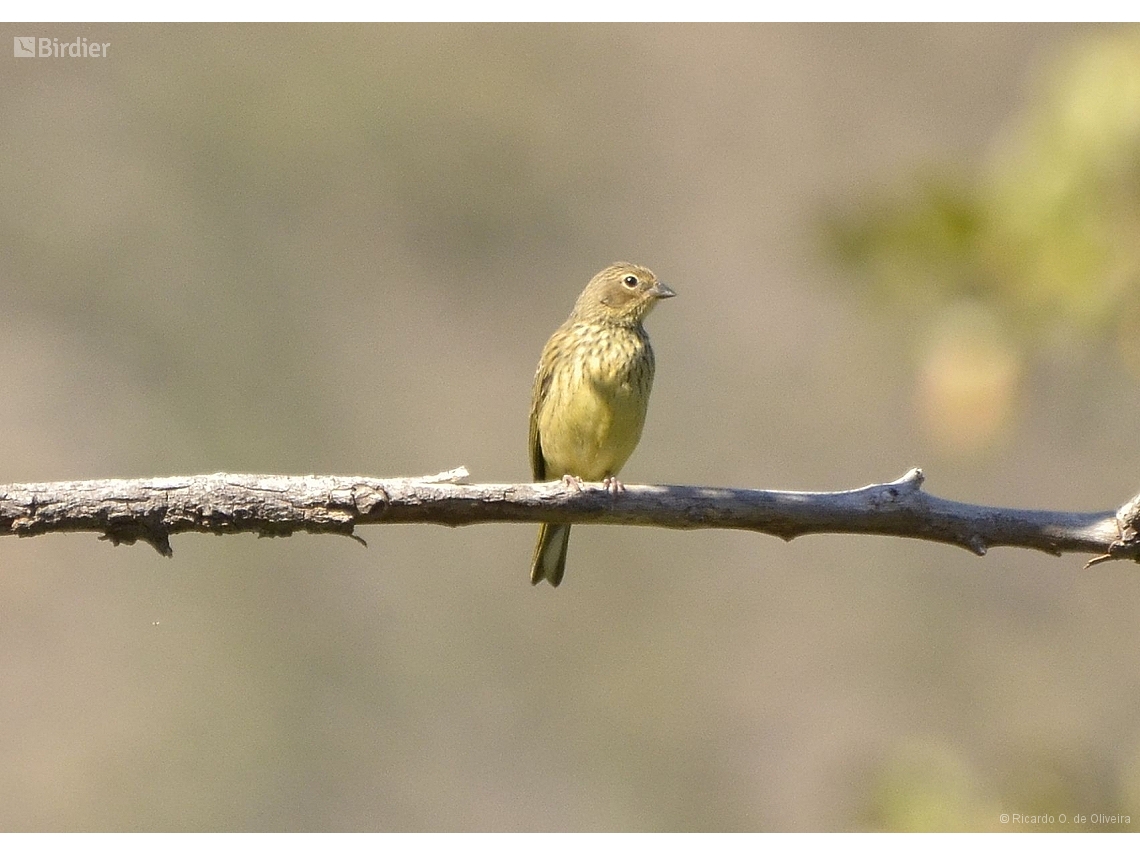 Sicalis citrina