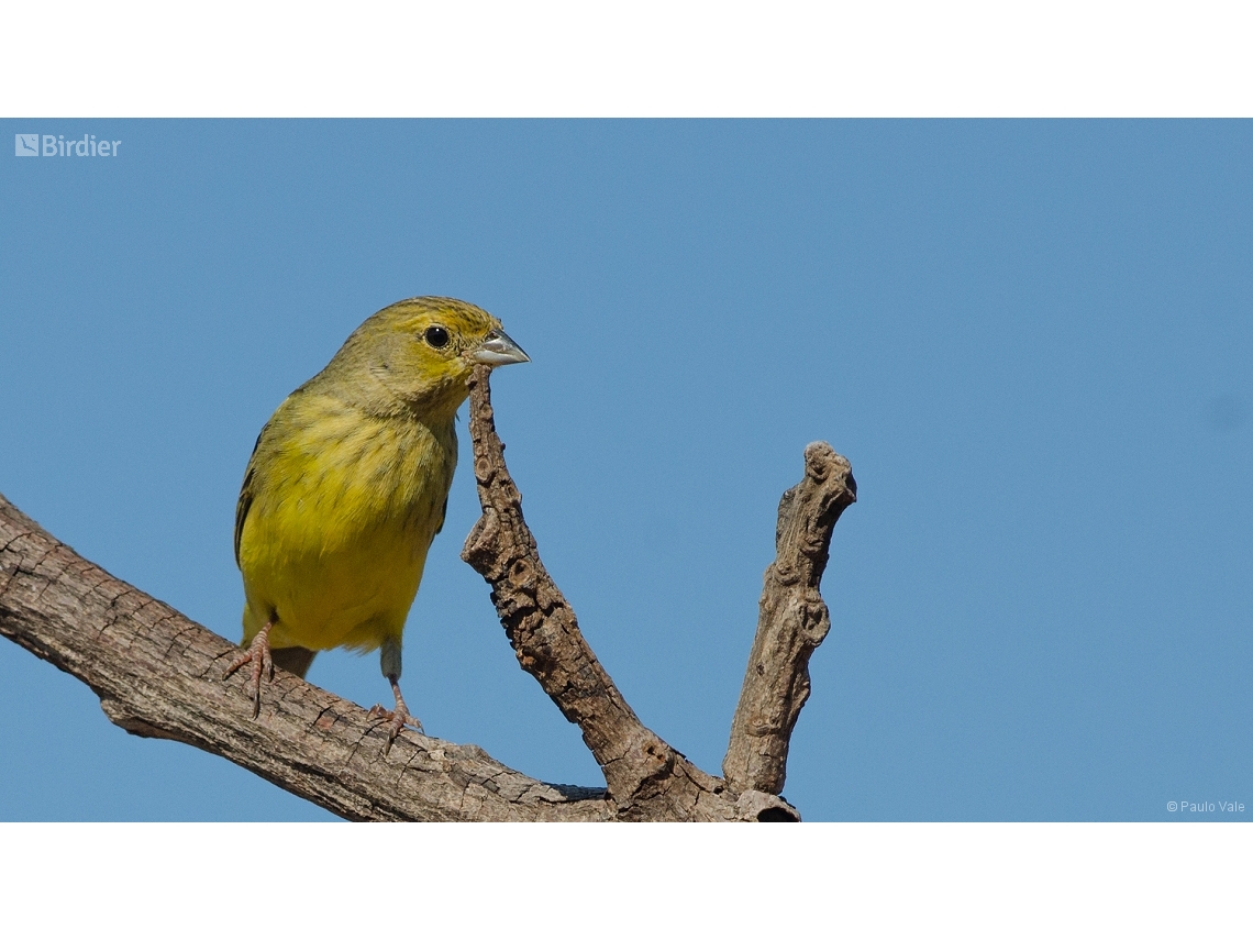 Sicalis citrina