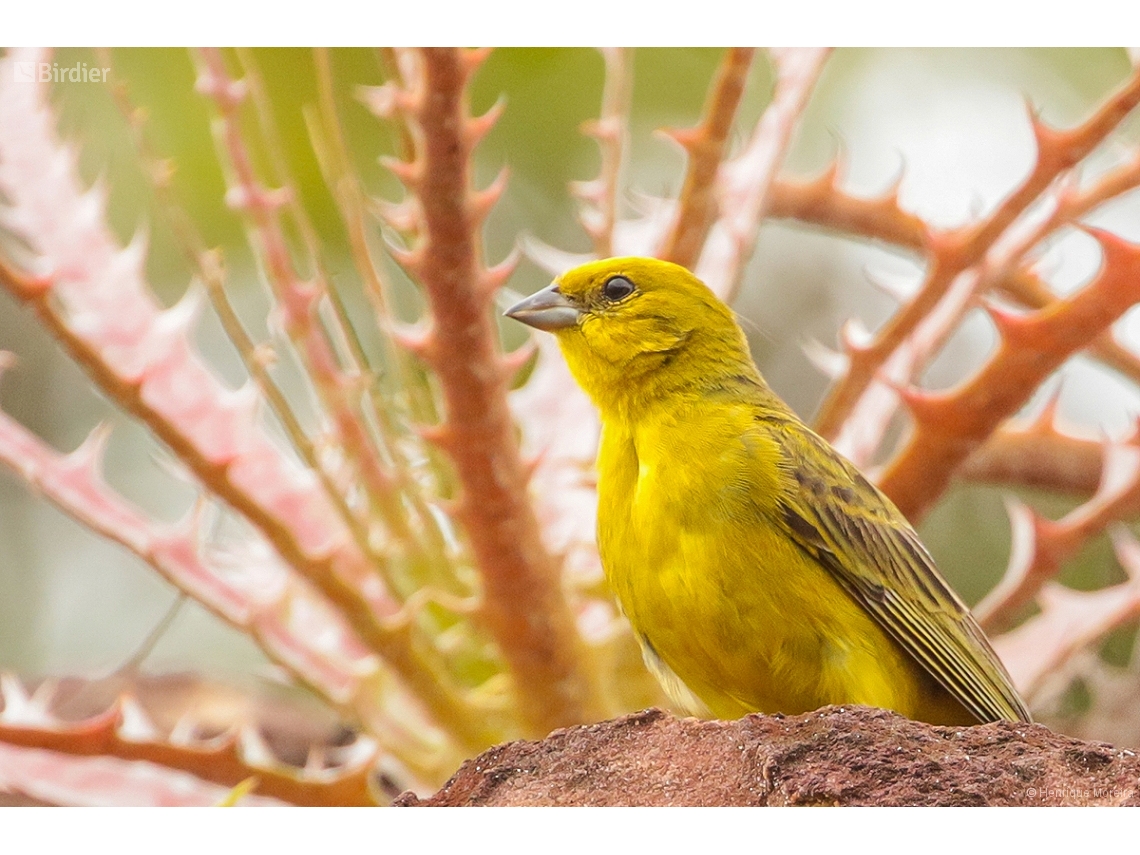 Sicalis citrina