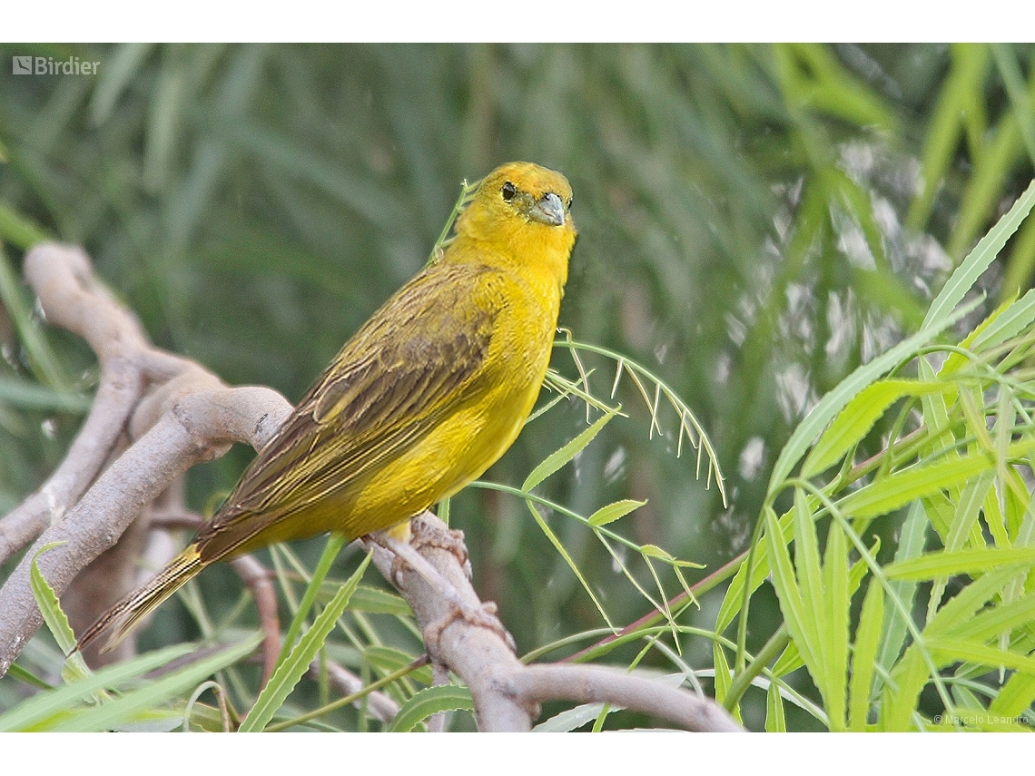 Sicalis citrina