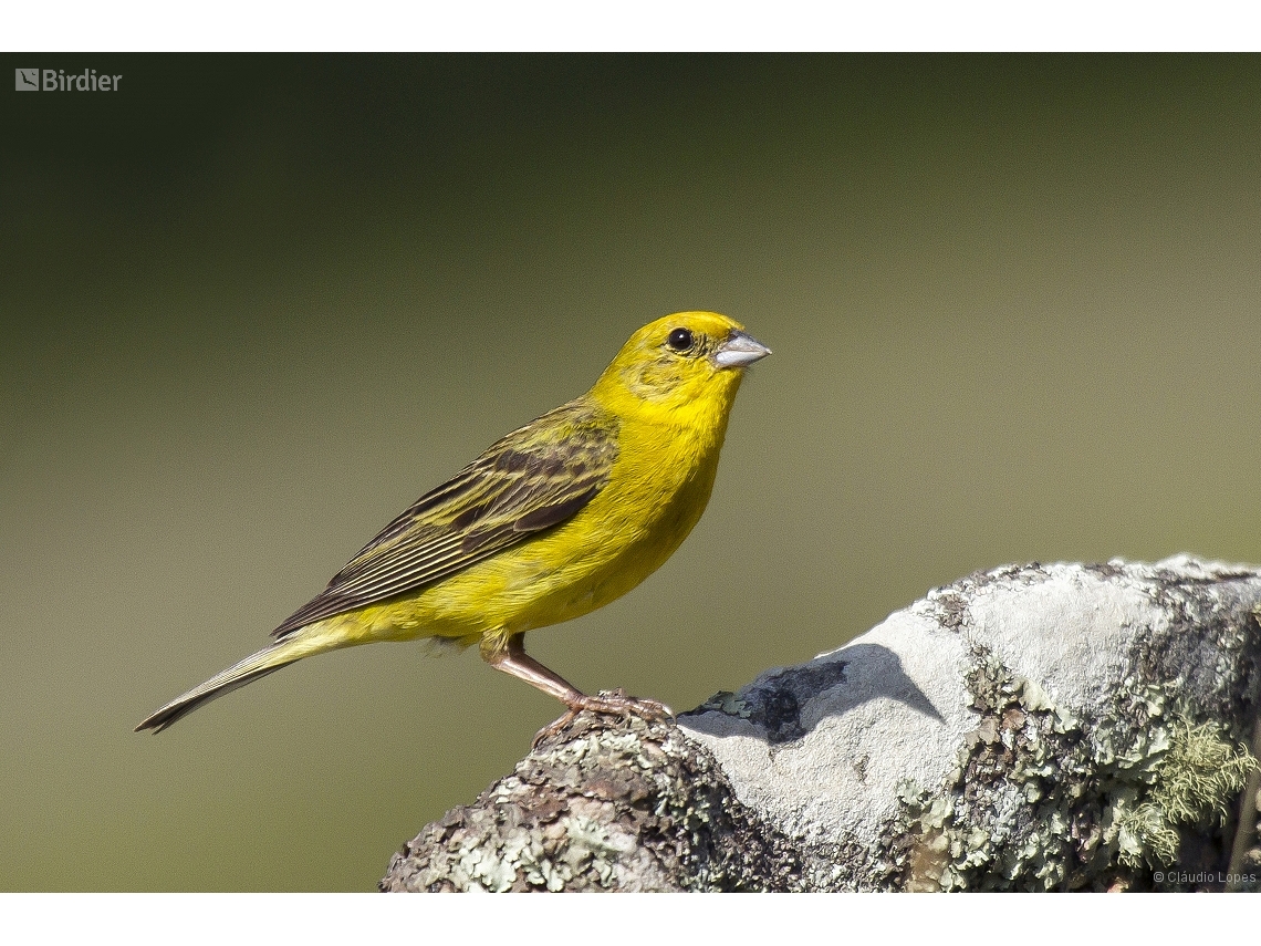 Sicalis citrina