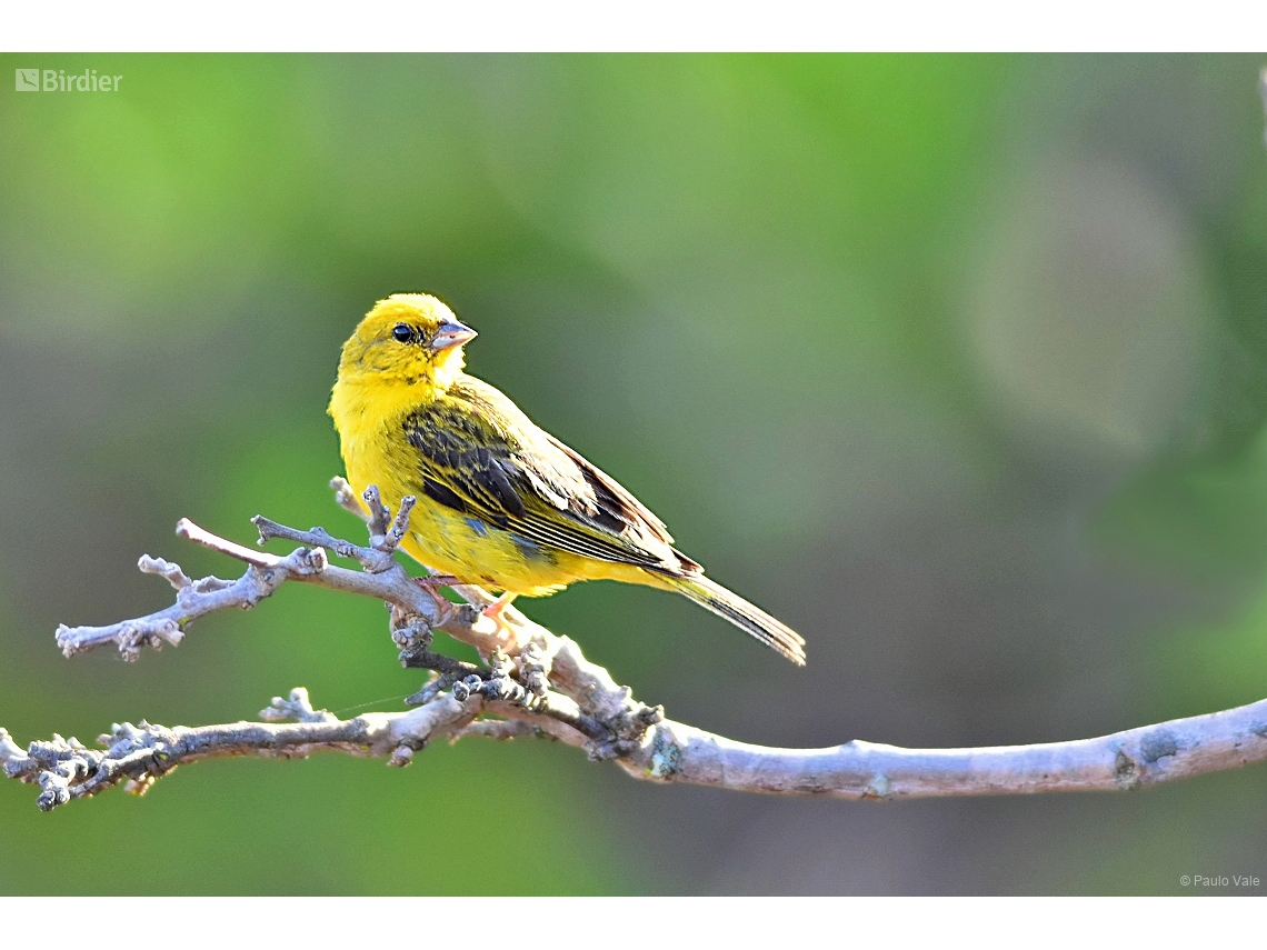 Sicalis citrina