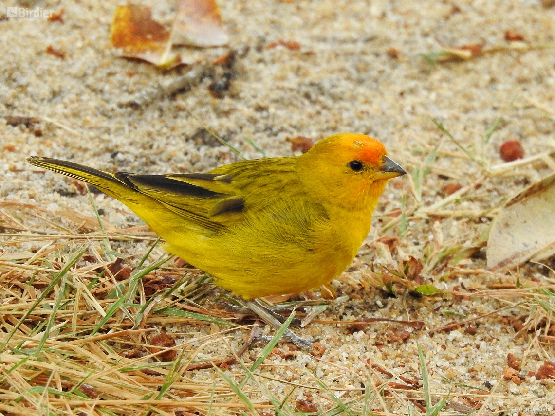 Sicalis flaveola