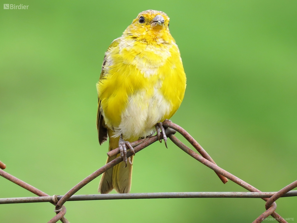 Sicalis flaveola